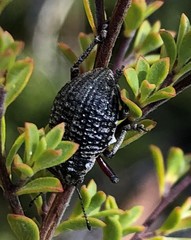 Catasarcus transversalis