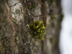 Nyholmiella obtusifolia