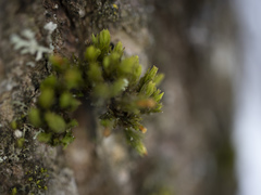 Nyholmiella obtusifolia