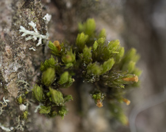 Nyholmiella obtusifolia