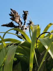 Tillandsia rothii