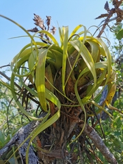 Tillandsia rothii