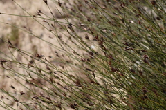 Willdenowia incurvata