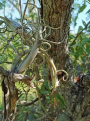 Tillandsia intermedia