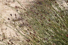 Willdenowia incurvata