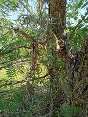Tillandsia intermedia