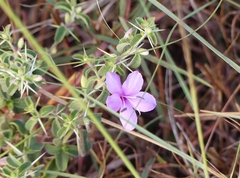 Barleria mysorensis