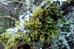 Crocodia rubella