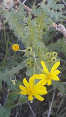 Senecio vernalis