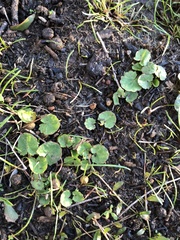 Centella cordifolia