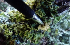Crocodia rubella