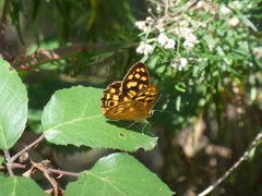 Heteronympha paradelpha