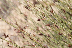 Willdenowia incurvata