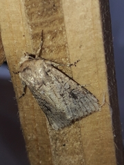 Mythimna languida