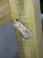 Mythimna languida