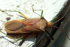 Paradasynus spinosus