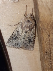 Mythimna languida