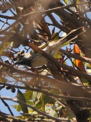 Purnella albifrons