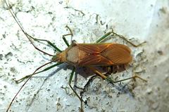 Paradasynus spinosus