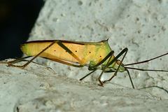 Paradasynus spinosus