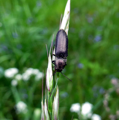 Cidnopus aeruginosus
