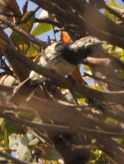 Purnella albifrons