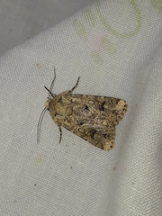 Mythimna languida