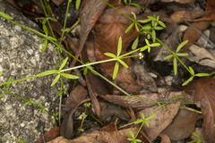 Galium binifolium
