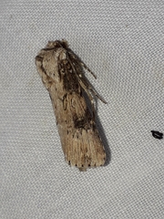 Agrotis catalaunensis