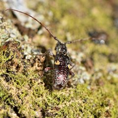 Hybolasius sticticus