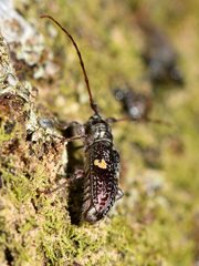 Hybolasius sticticus