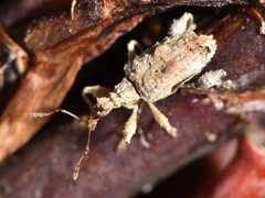 Stephanorhynchus curvipes