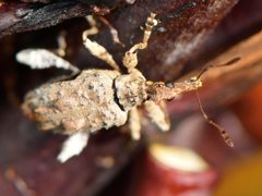 Stephanorhynchus curvipes