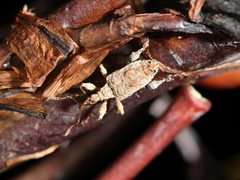 Stephanorhynchus curvipes