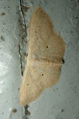 Idaea ptyonopoda