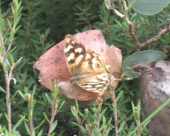 Heteronympha solandri