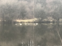 Mergus merganser merganser
