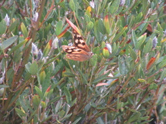 Heteronympha solandri