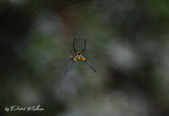 Gasteracantha dalyi
