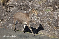Nilgiritragus hylocrius