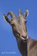 Nilgiritragus hylocrius
