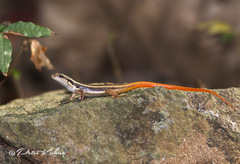 Sphenomorphus dussumieri