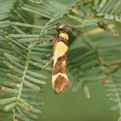 Macrobathra chrysotoxa