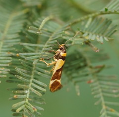 Macrobathra chrysotoxa