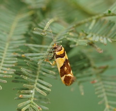 Macrobathra chrysotoxa