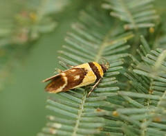 Macrobathra chrysotoxa