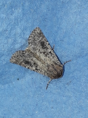 Mythimna languida