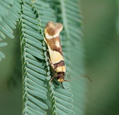 Macrobathra chrysotoxa