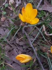 Crocus flavus