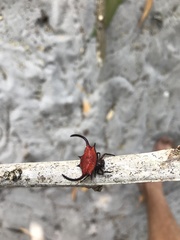 Gasteracantha falcicornis